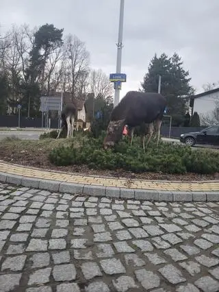 Łosie na rondzie Łosia w Izabelinie 