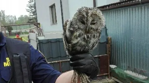 Nie mogła wznieść się w powietrze, spacerowała po ogródku 