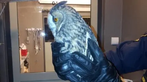 Sowa na Wilczej. "Nie reagowała"