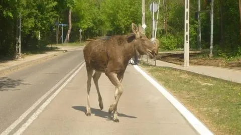 "Przystanek Alaska" na Bemowie