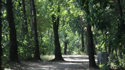 Wytną 600 drzew pod budowę osiedla? Dzielnica: wpłynął wniosek 