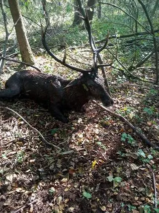 Jelenie zapadły się na bagnach