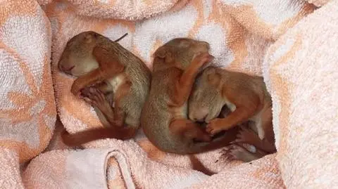 Trzy małe wiewiórki uratowane przez Eko Patrol