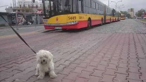 Historia z happy endem: maltańczyk wrócił do domu