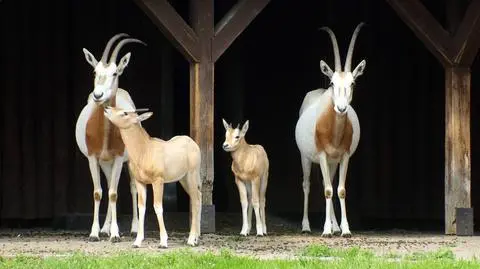 Oryksy w warszawskim zoo