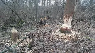 Na terenie rezerwatu są ślady działalności bobrów