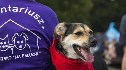 Wolontariusze obawiają się nowych zasad adopcji na Paluchu. "Możemy zostać zupełnie pominięci"