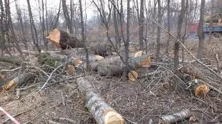 Ogród Krasińskich po wycince