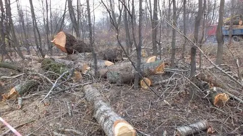 Chcą kontroli NIK w sprawie wycinki w Ogrodzie Krasińskich