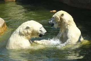 Tak zwierzęta w warszawskim zoo radzą sobie z upałami 