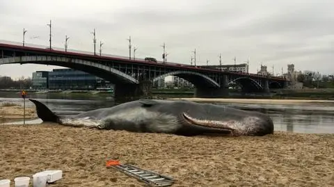 Gigantyczny kaszalot nad Wisłą