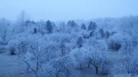 Zimowa "pierzynka" na drzewach. "Na Siekierkach można poczuć zimę"
