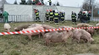 Ciężarówka ze świniami wywróciła się na rondzie