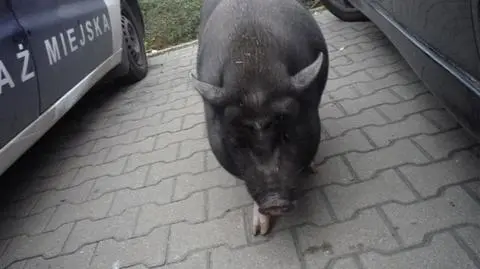 Świnia wietnamska uciekła z przedszkola