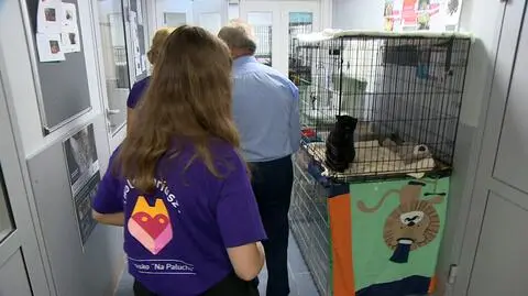 Kontrola "Na Paluchu". Urzędnicy sprawdzają "zasady wolontariatu i procedury adopcyjne"