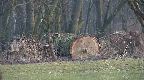 "Wycinka na dużą skalę"? W Łazienkach pod topór poszły topole i samosiejki