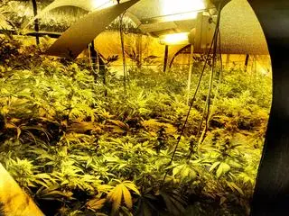 Policjanci zlikwidowali trzy nielegalne plantacje marihuany
