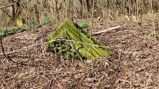 Wycinka na terenie dawnego cmentarza osadników niemieckich