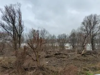 Wycięte drzewa pod budowę mostu pieszo-rowerowego