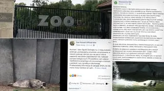 Spór o niedźwiedzie polarne z warszawskiego zoo