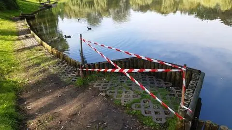 Groźna bakteria w stawach Parku Moczydło. Zlecili badania z powodu zgłoszeń o martwych kaczkach  