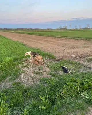 Policja szuka osoby odpowiedzialnej za śmierć psa