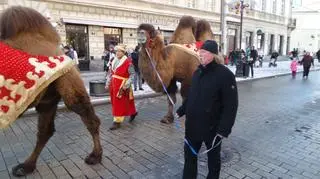 Wielbłądy na Miodowej