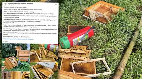 Destroyed apiary and dead bees in Wilanów Palace. Warsaw police seek suspects