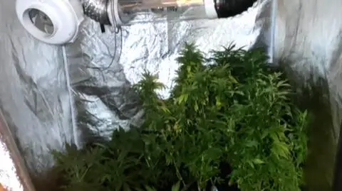 W domu profesjonalna plantacja konopi indyjskich. 55-latka aresztowana