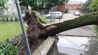 Drzewo spadło na ogrodzenie przedszkola i zaparkowany samochód