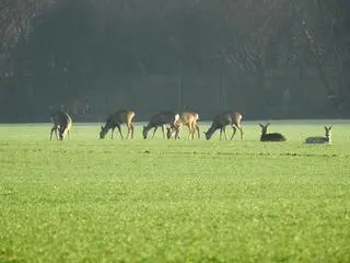 Stado saren przy Południowej Obwodnicy Warszawy