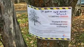 Chcą wyciąć drzewa w Sadach Żoliborskich