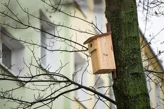 Budki lęgowe przy ulicy Olbrachta