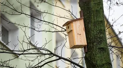 Budki lęgowe przy ulicy Olbrachta