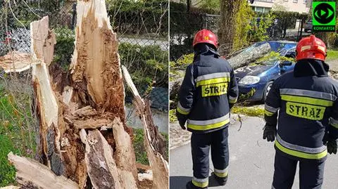 Sadyba. Samochód uszkodzony przez drzewo 