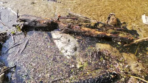 Wędkarze spierają się o śnięte ryby. "Okolice zrzutu to często najlepsze łowiska"