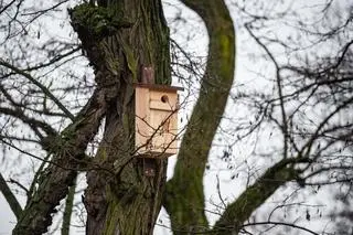 Budki lęgowe przy ulicy Olbrachta