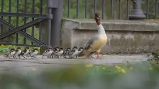 Nurogęsi nad Kanałem Piaseczyńskim