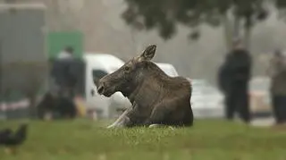 Akcja usypiania łosia