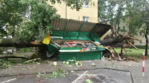 Mieli je wyciąć tydzień temu. W czwartek runęło na warzywniak