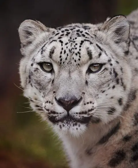 W zoo zmarła samica irbisa śnieżnego 