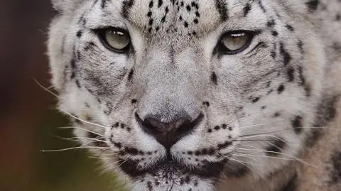 W zoo zmarła samica irbisa śnieżnego 