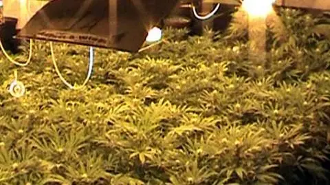 Obława na hodowców marihuany