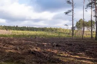 Wycinka w Mazowieckim Parku Krajobrazowym