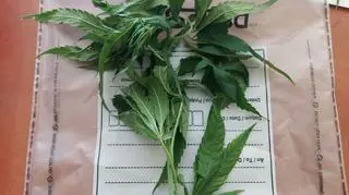 Przyniósł "kwiatek" dla policjanta