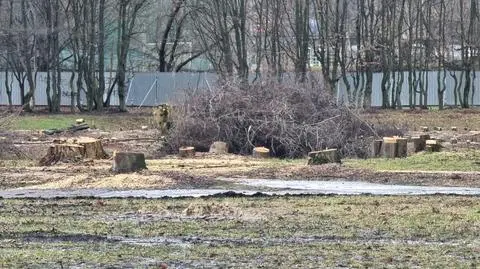 Aktywiści alarmują o "rzezi zieleni". Trwa duża wycinka na Skrze