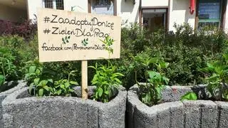 Zaadoptowane donice przy ulicy Dąbrowszczaków