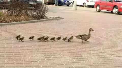 Kaczki przyszły "na zakupy", trafiły do stawu