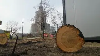 Wycinka drzew w parku Świętokrzyskim