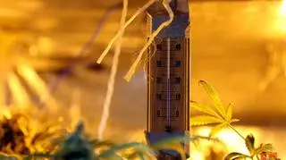 Fabryka marihuany w mieszkaniu